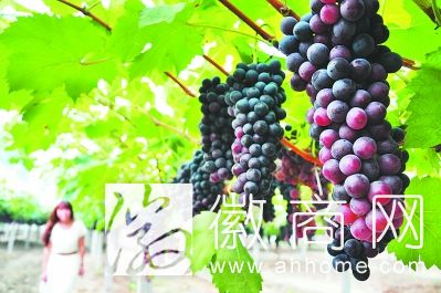 大圩葡萄