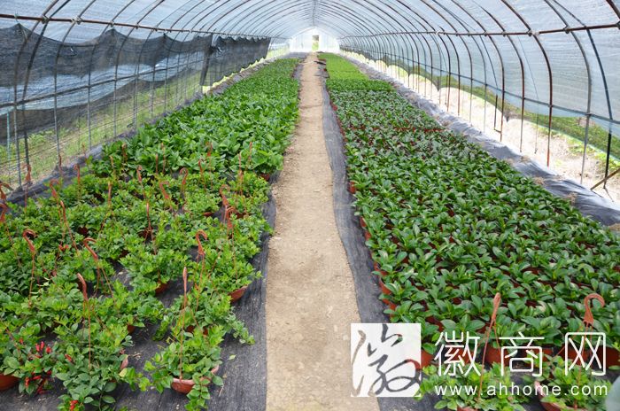 合肥市木兰瑞元生态农业
