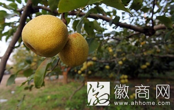 <a href='display.asp?id=11358'  target='_blank'>砀山梨</a>
