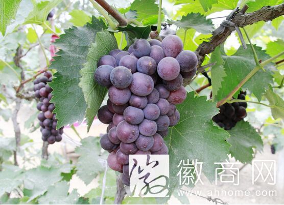 段园葡萄