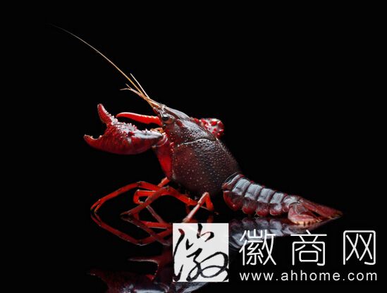 合肥龙虾<a href='display.asp?id=11531' target='_blank'>养殖</a>