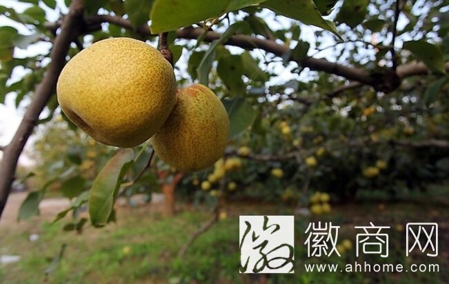 砀山酥梨采摘节
