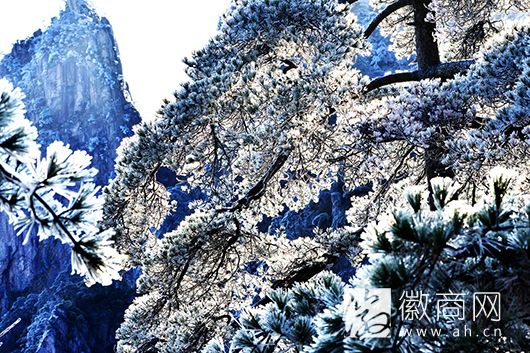 黄山冰挂