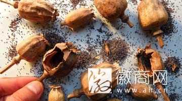 罂粟(资料图)