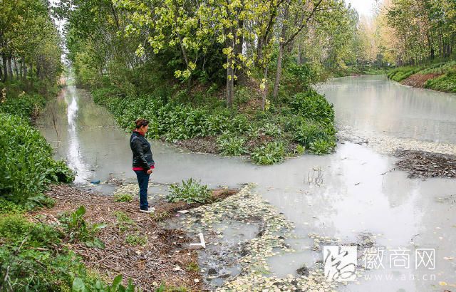 “牛奶河”两岸树叶枯黄