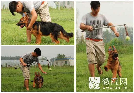 合肥萌宠E族凌冲