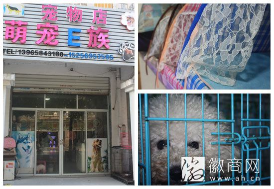 合肥萌宠E族凌冲