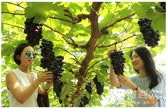特色<a href='display.asp?id=11790' target='_blank'>农业</a>巡礼:<a href='display.asp?id=15062' target='_blank'>大圩葡萄</a>的小故事