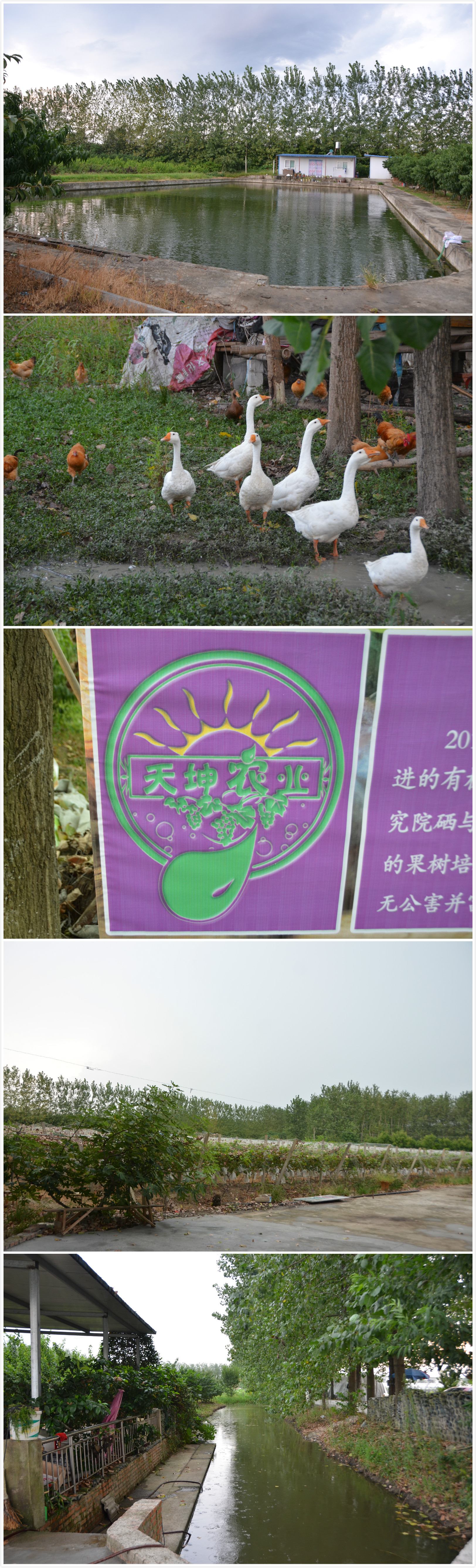 天坤农业